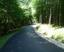 forest and nature with fresh pavement road in the middle