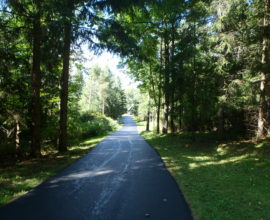 forest and trees with fresh road on top